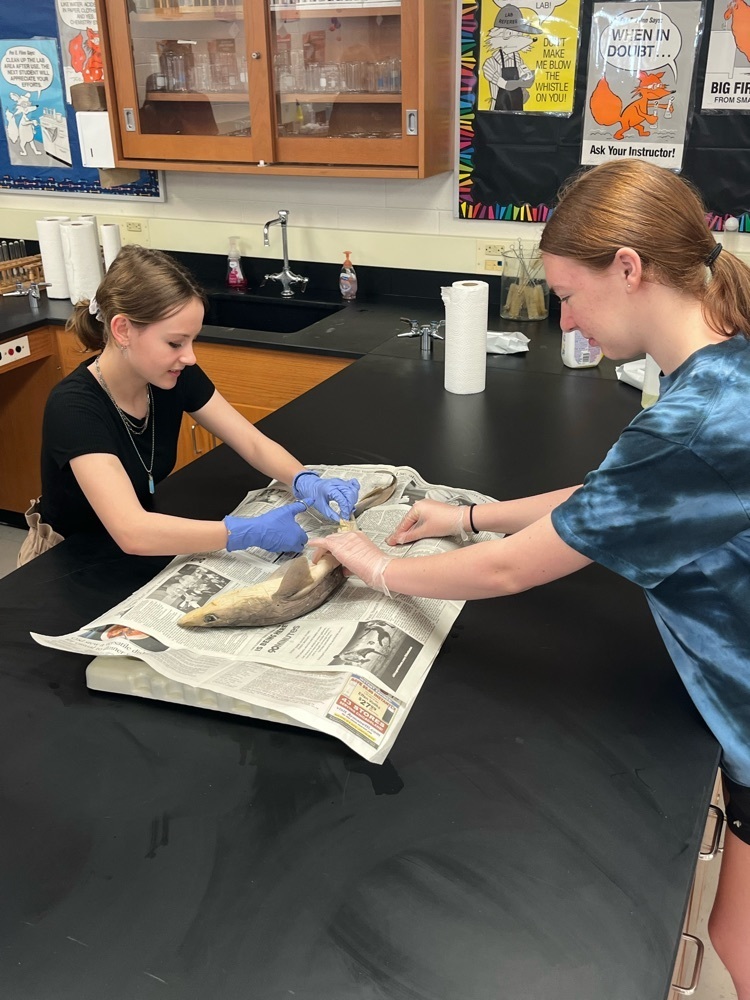 shark dissecting 